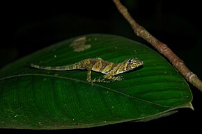 Descrizione dell'immagine Anolis transversalis.jpg.