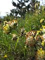 Steppen-Wundklee (Anthyllis vulneraria subsp. polyphylla)