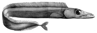 <span class="mw-page-title-main">Black scabbardfish</span> Species of fish