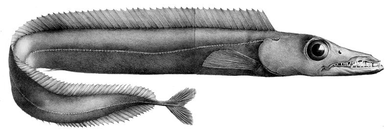 Black Scabbardfish Wikipedia