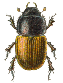 Aphodius erraticus.png