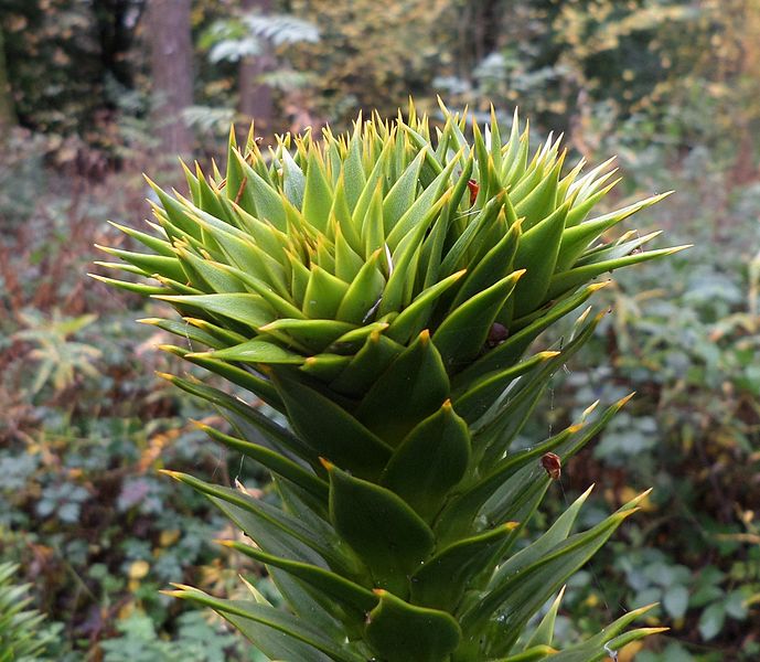 File:Apical buds of Monkeypuzzle (Araucaria araucana ).JPG