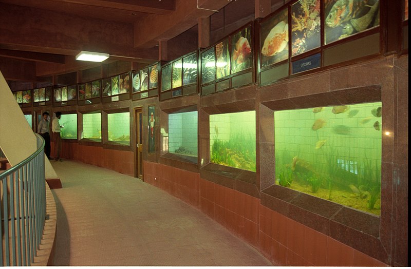 File:Aquarium - Dynamotion Hall - Science City - Calcutta 1997 055.JPG