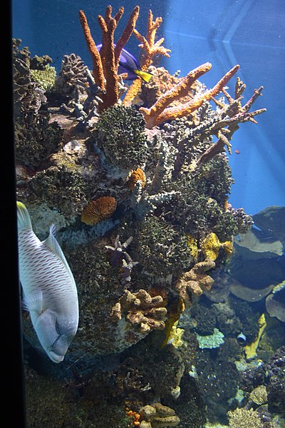 File:Aquarium de Barcelona (9245049671).jpg