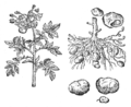 Illustration extraite de Rariorum plantarum historia (1601) de Charles de l'Écluse.