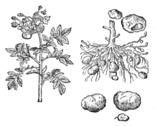 Illustration by John Gerard, The Herball or Generall Historie of Plantes (1633). Arachnida Teoph.png