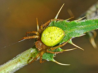 <i>Araniella opisthographa</i> Species of spider