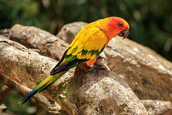 Jandaia-amarela (Aratinga solstitialis) no zoológico Loro Parque, Puerto de la Cruz, Canárias. (definição 6 000 × 4 000)