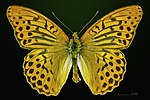 Argynnis paphia – Männchen