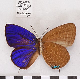 <i>Arhopala elopura</i> Species of butterfly