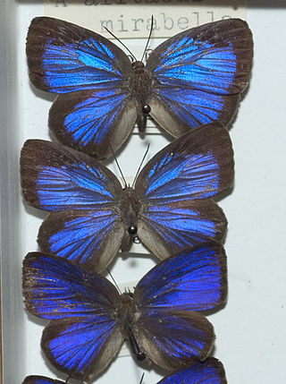 <i>Arhopala alitaeus</i> Species of butterfly