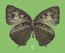 Arhopala hayashihisakazui♀ отдолу.JPG