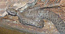 Rttlesnake Rattlesnake в Аризоне крупным планом.jpg 