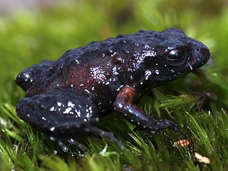 <i>Arthroleptella rugosa</i> Species of amphibian