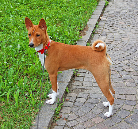 Basenji