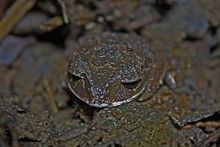 Азиатская лягушка помета (Leptobrachium gunungense) .jpg