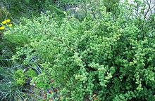 Asparagus rubicundus - Greyton - Afrika Selatan 4.JPG