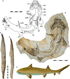 Полный скелет и реконструкция Asteracanthus ornatissimus из зольнхофенского известняка