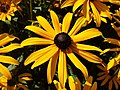 Borzas kúpvirág (Rudbeckia hirta)