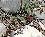 Astragalus oophorus var clokeyanus 1.jpg