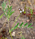 Thumbnail for Astragalus didymocarpus