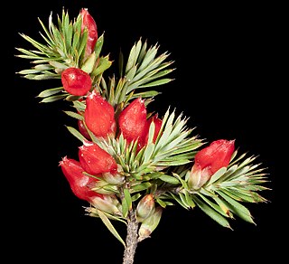 <i>Styphelia tortifolia</i> Species of shrub