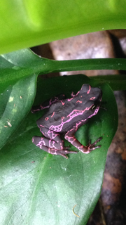 <i>Atelopus barbotini</i> Species of amphibian