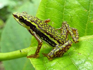 <i>Atelopus coynei</i> Species of amphibian