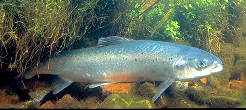 Atlantischer Lachs (Atlantic salmon)
