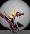 Inflorescence (with predominantly ♂ flowers)