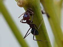 Worker foraging on vegetation Australian Meat Ant.jpg