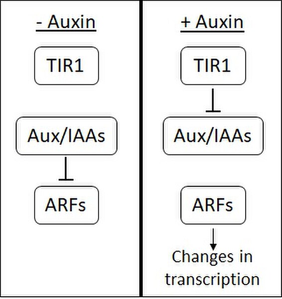The auxin signal cascade: In the absence of auxin, Aux/IAA bind to and suppress the transcriptional activity of ARFs. When auxin is present it forms a