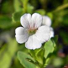 Mecardonia acuminata subsp. peninsularis Axilflower (Mecardonia acuminata subsp. peninsularis) (6303367471).jpg