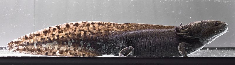 File:Axolotl Wild Type.jpg
