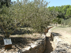 Béal (canal de dérivation) en pierre sèche traversant le site.