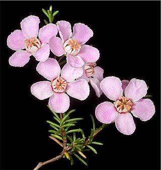 <i>Babingtonia</i> Genus of flowering plants