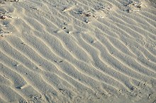 Asymmetrical wind ripples on aragonite sand from San Salvador Island in the Bahamas. Backbeach asymmetrical wind ripples on aragonite sand (San Salvador Island, Bahamas) 4 (15808490067).jpg