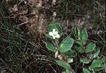 Thumbnail for Bacopa rotundifolia