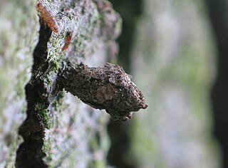 <i>Bacotia claustrella</i> Species of moth