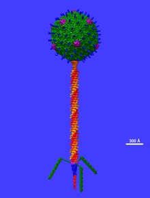 Bacteriophage T5 Structural Model at Atomic Resolution Bacteriophage T5 2024 ps.tif