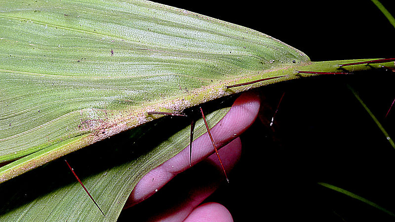 File:Bactris sp., Arecaceae, Atlantic forest, northern littoral of Bahia, Brazil (11869371993).jpg