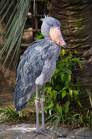 Balaeniceps Rex: Características, Comportamiento y ecología, Distribución geográfica y hábitat