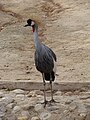 Balearica regulorum Grulla coronada