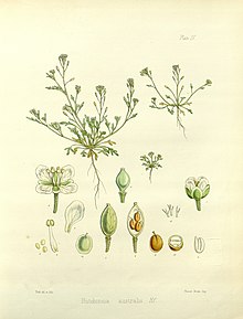 Ballantinia antipoda (drawing by Fitch).jpg