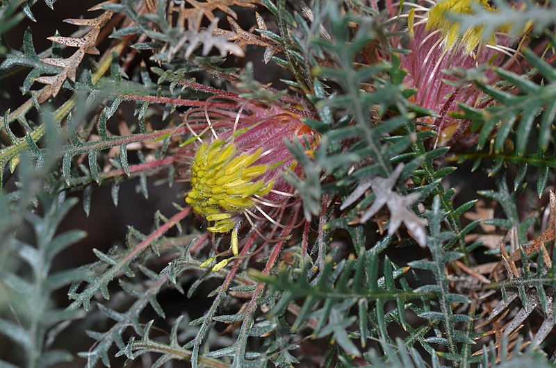 File:Banksia serratuloides subsp. serratuloides.jpg