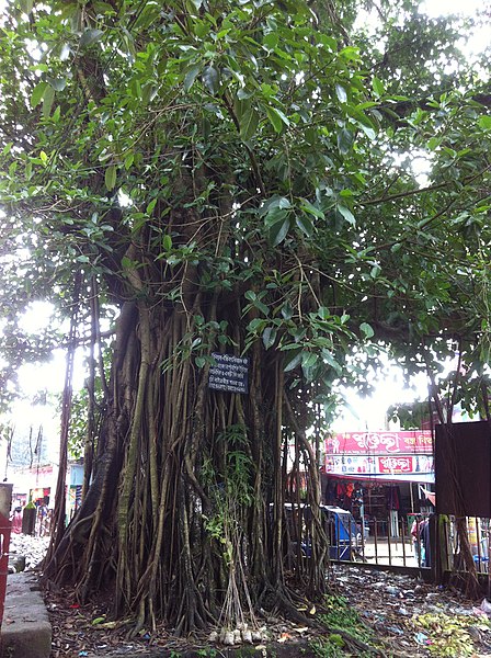 File:Banyan tree in jaintapur.jpg