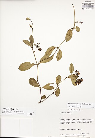 <i>Baroniella camptocarpoides</i> Species of flowering plant