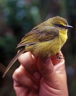 Citrine warbler Species of bird