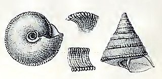 <i>Basilissa</i> (gastropod) Genus of molluscs