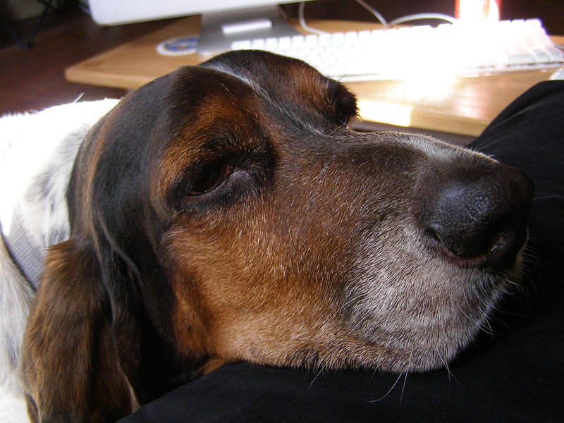 File:Basset hound lounging around (8107975780).jpg